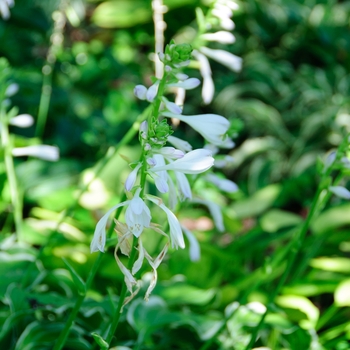 Hosta 'Sugar and Cream' (113382)