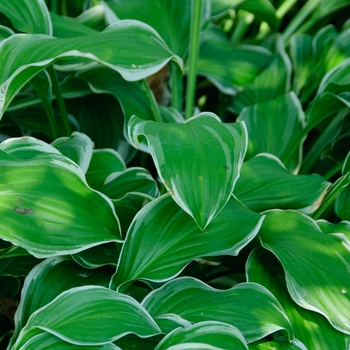 Hosta 'Sugar and Cream' (113383)