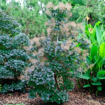 Cotinus coggygria 'Velvet Cloak' (113385)