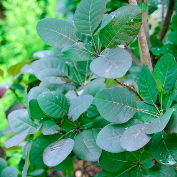 Cotinus coggygria 'Velvet Cloak' (113386)