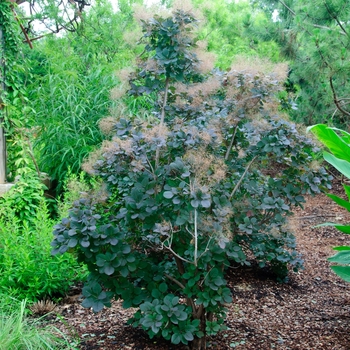 Cotinus coggygria 'Velvet Cloak' (113387)