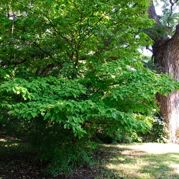 Cornus florida '' (113388)