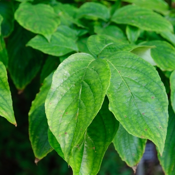 Cornus florida '' (113389)