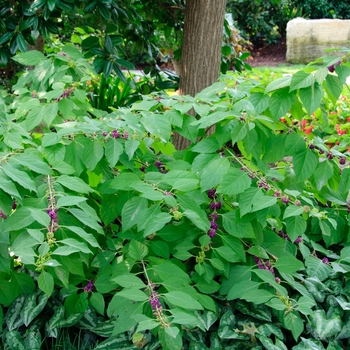 Callicarpa americana '' (113390)