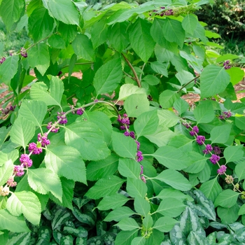 Callicarpa americana '' (113391)