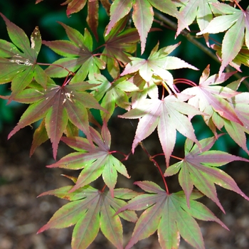 Acer palmatum 'Fireglow' (113395)