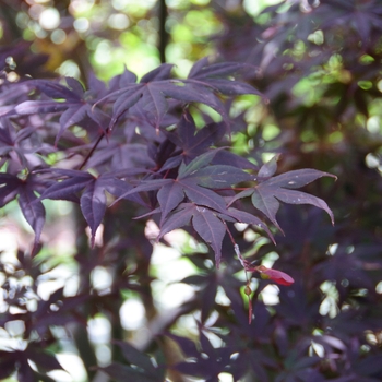 Acer palmatum 'Moonfire' (113399)