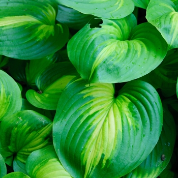 Hosta 'Cathedral Windows' (113401)