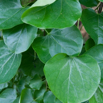 Cercis canadensis var. texensis 'Traveller' (113406)