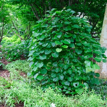 Cercis canadensis var. texensis 'Traveller' (113407)