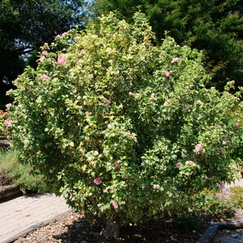 Hibiscus syriacus 'Sugar Tip®' (113413)