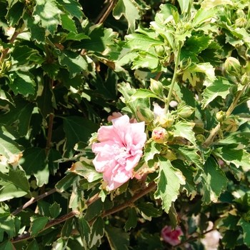 Hibiscus syriacus 'Sugar Tip®' (113414)