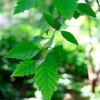 Betula nigra Fox Valley™ 'Little King' (113419)