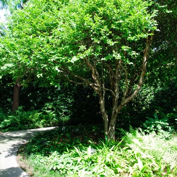 Betula nigra Fox Valley™ 'Little King' (113420)