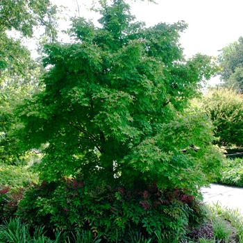 Acer palmatum 'Orange Dream' (113426)