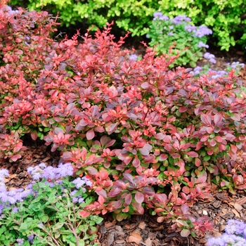 Berberis thunbergii 'Royal Burgundy®' (113428)