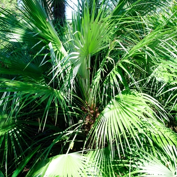 Chamaerops humilis '' (113435)