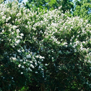 Lagerstroemia indica 'Glendora White' (113442)