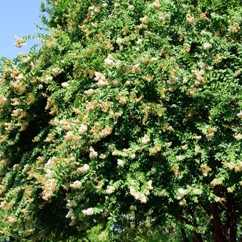 Lagerstroemia indica 'Glendora White' (113444)