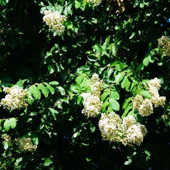 Lagerstroemia indica 'Glendora White' (113445)