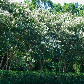 Lagerstroemia indica 'Glendora White' (113446)