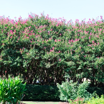 Lagerstroemia indica '' (113448)