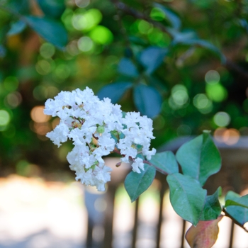 Lagerstroemia indica 'Burgundy Cotton®' (113454)