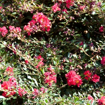 Lagerstroemia 'Cherry Dazzle®' (113457)