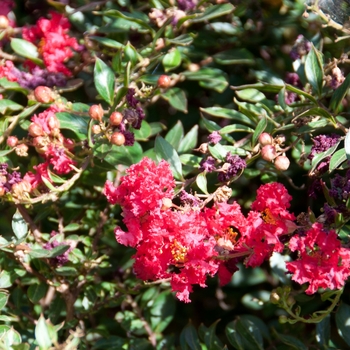 Lagerstroemia 'Cherry Dazzle®' (113458)