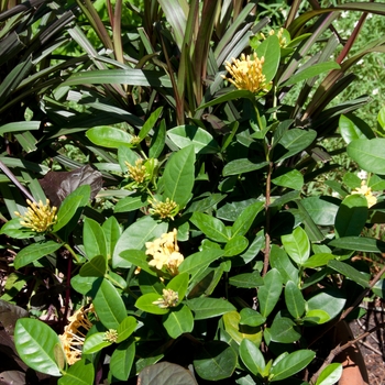 Ixora coccinea 'Maui Yellow' 