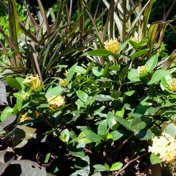 Ixora coccinea 'Maui Yellow' (113465)