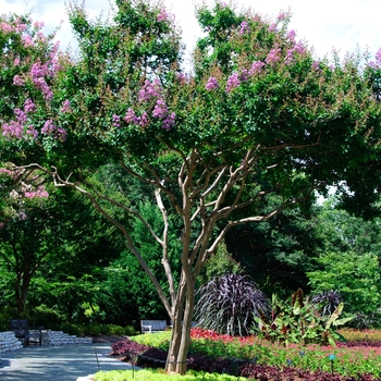 Lagerstroemia indica 'Catawba' (113470)