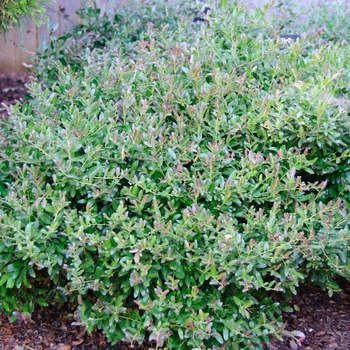 Ilex vomitoria 'Bordeaux®' (113472)