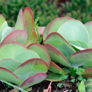 Kalanchoe luciae '' (113473)