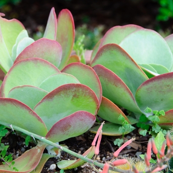 Kalanchoe luciae '' (113474)