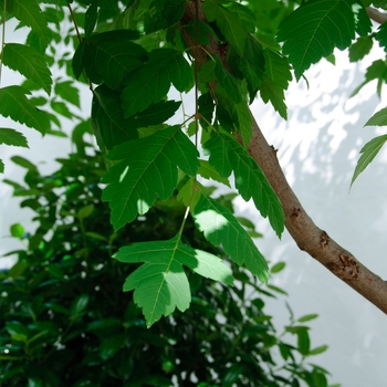 Koelreuteria paniculata 'Rose Lantern' (113476)