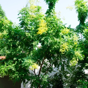 Koelreuteria paniculata 'Rose Lantern' (113478)