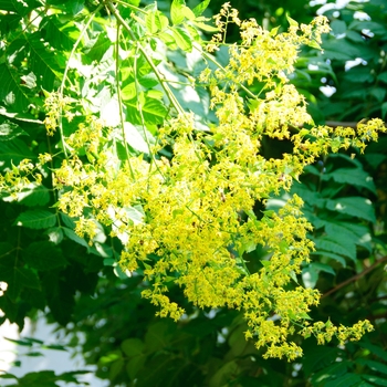 Koelreuteria paniculata 'Rose Lantern' (113479)