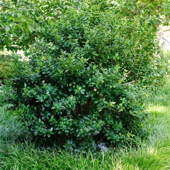 Ilex 'Oakland™' (113482)