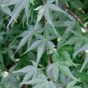 Acer palmatum 'Shishio hime' (113485)