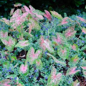 Caladium bicolor 'Pink Beauty' (113487)