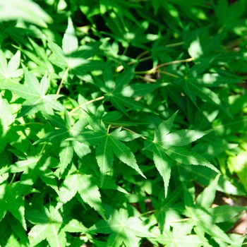 Acer palmatum 'Falling Stars' (113490)