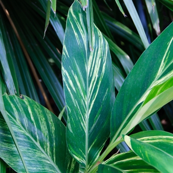 Alpinia zerumbet 'Variegata' (113495)