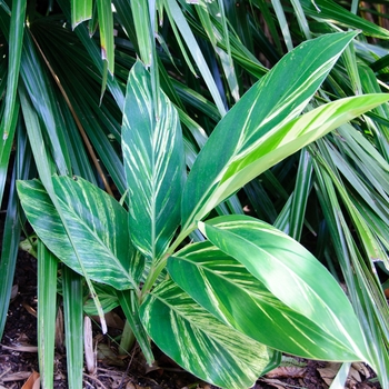 Alpinia zerumbet 'Variegata' (113496)