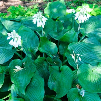 Hosta 'Blue Angel' (113497)