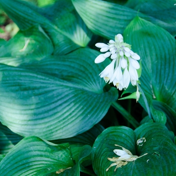 Hosta 'Blue Angel' (113498)