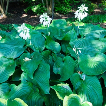 Hosta 'Blue Angel' (113499)