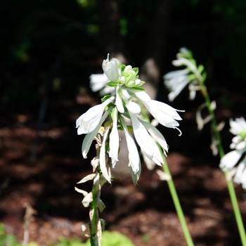 Hosta 'Royal Standard' (113500)