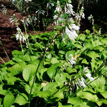 Hosta 'Royal Standard' (113501)