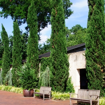 Cupressus sempervirens '' (113503)